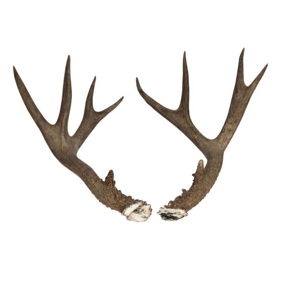 Matching Deer Antlers Set Real Antlers Rustic Decor Craft Pair for Cabin Farmhou - Picture 2 of 11